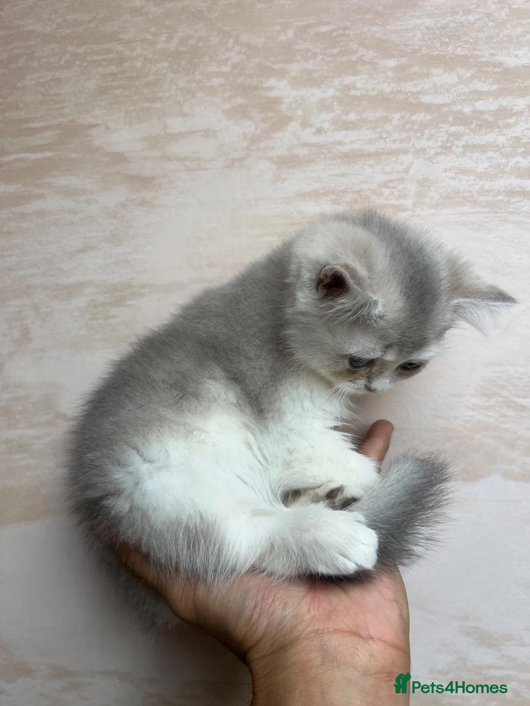 Scottish Fold cats for sale: Stunning Scottish (TICA reg) - Advert 7