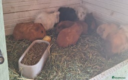 Guinea Pig rodents for sale: Funky male baby Guinea Pigs  - Image 11