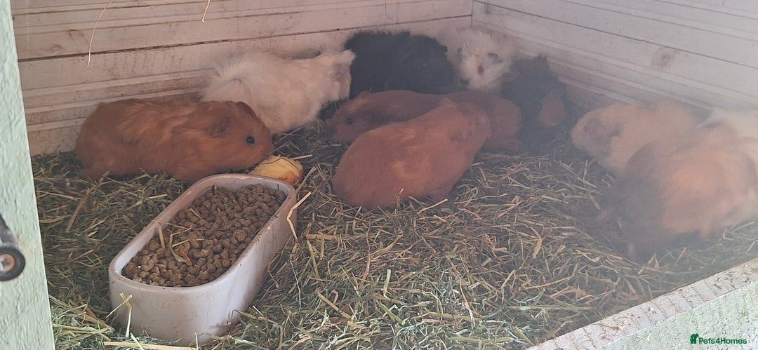 Guinea Pig rodents for sale: Funky male baby Guinea Pigs  - Image 11