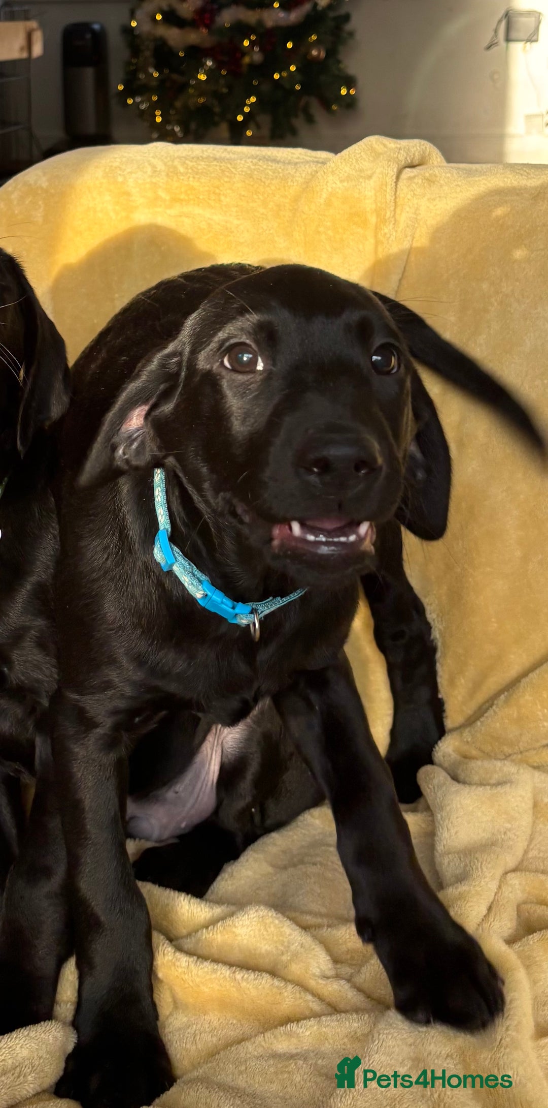 Labrador Retriever dogs for sale: KC Fully Health Tested Outstanding Working Line - Advert 16