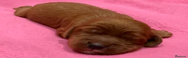 Cavapoo 4