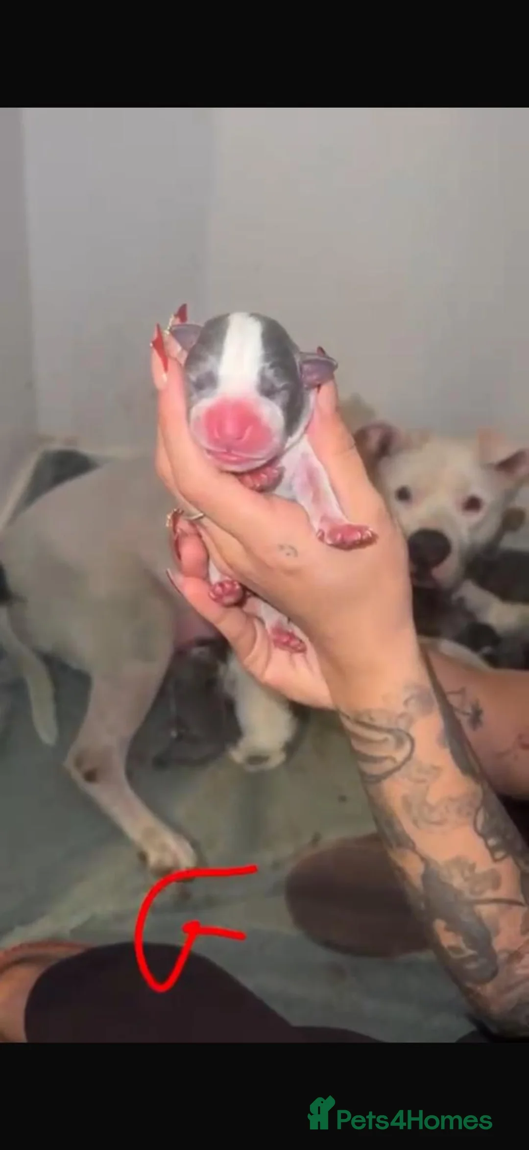 Mixed Breed dogs for sale: Beautiful mixed litter of puppies for sale - Advert 8