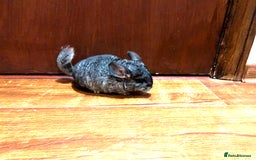 Chinchilla rodents for sale: Little boys - Image 3