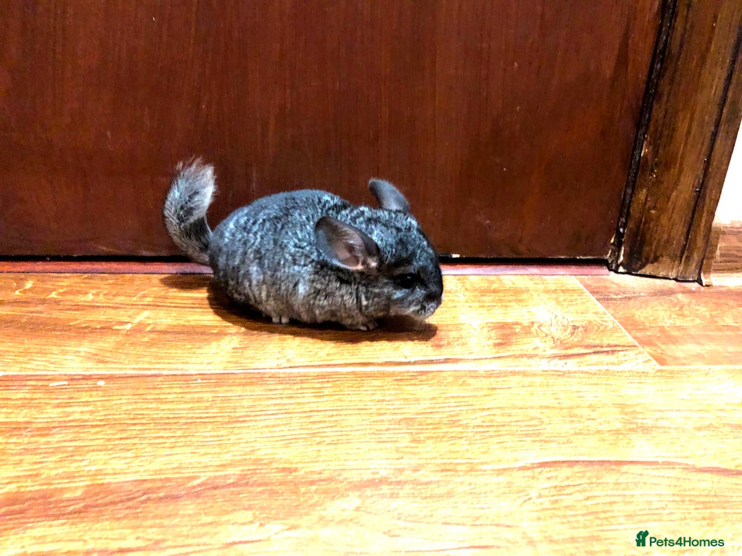 Chinchilla rodents for sale: Little boys - Image 3