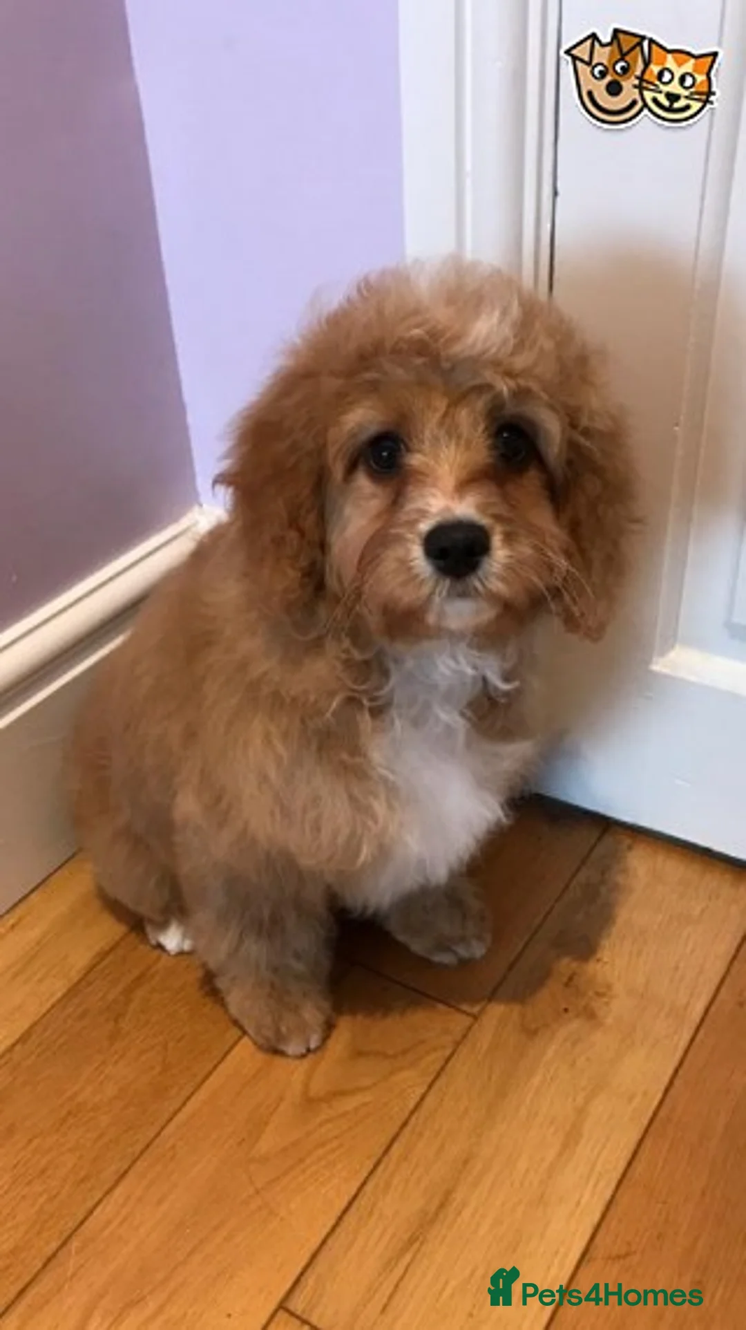 Cavapoo dogs for stud: RED TOY POODLE in Mansfield - Advert 5