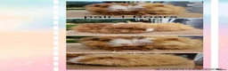 Guinea Pig rodents for sale: Pairs of Male Guinea Pigs ready to leave now  - Advert 2