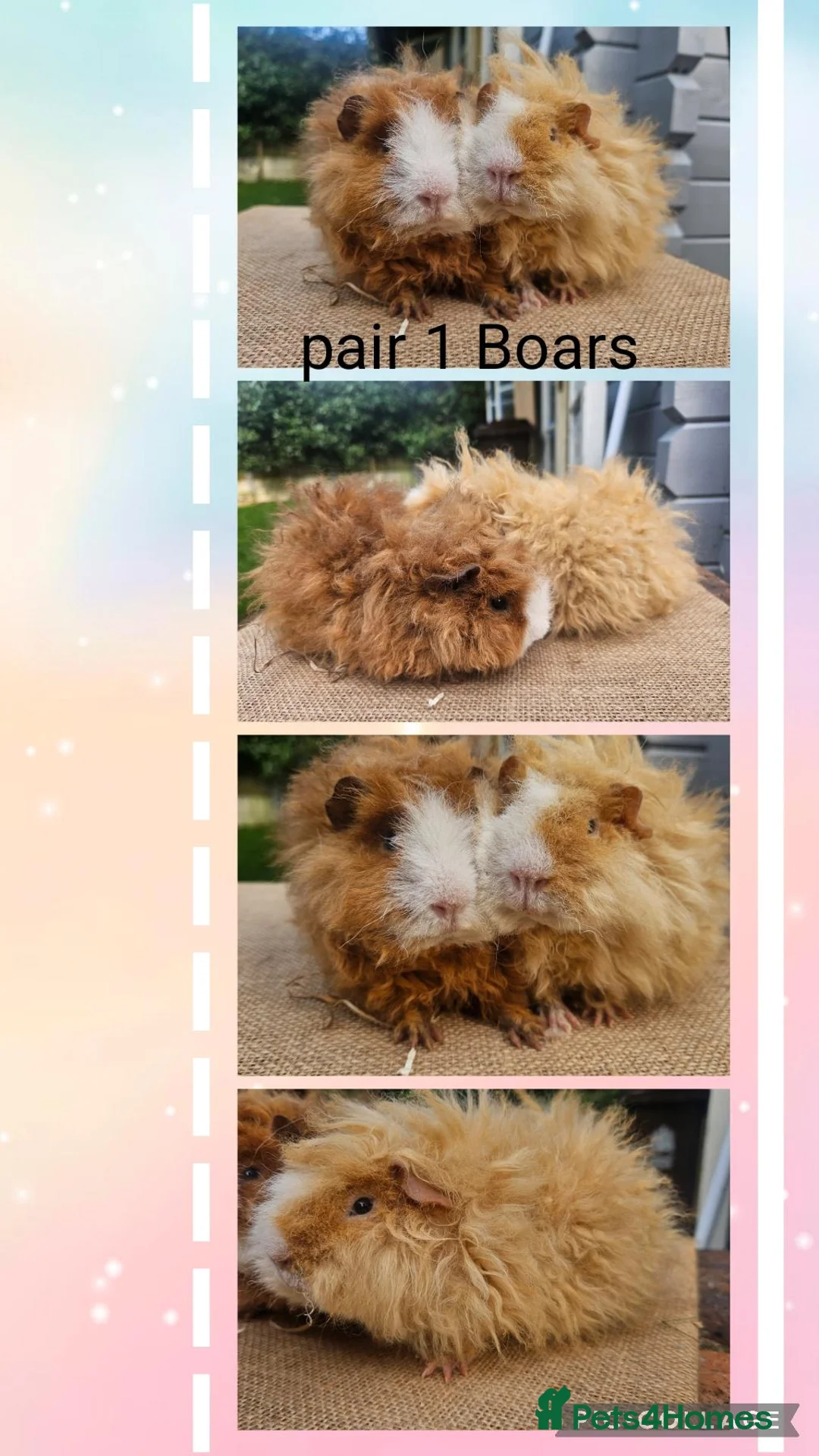 Guinea Pig rodents for sale: Pairs of Male Guinea Pigs ready to leave now  - Advert 2