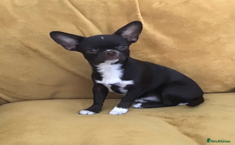 Chihuahua dogs - Advert 1