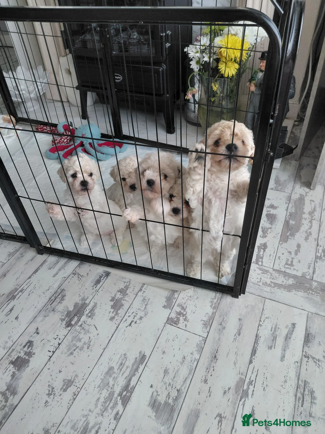 Poochon dogs for sale: Precious home bred Poochon puppies in Porthcawl - Advert 6