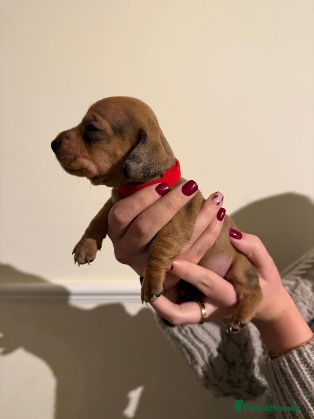 Dachshund dogs for sale: Dachshund puppies for sale  - Image 6