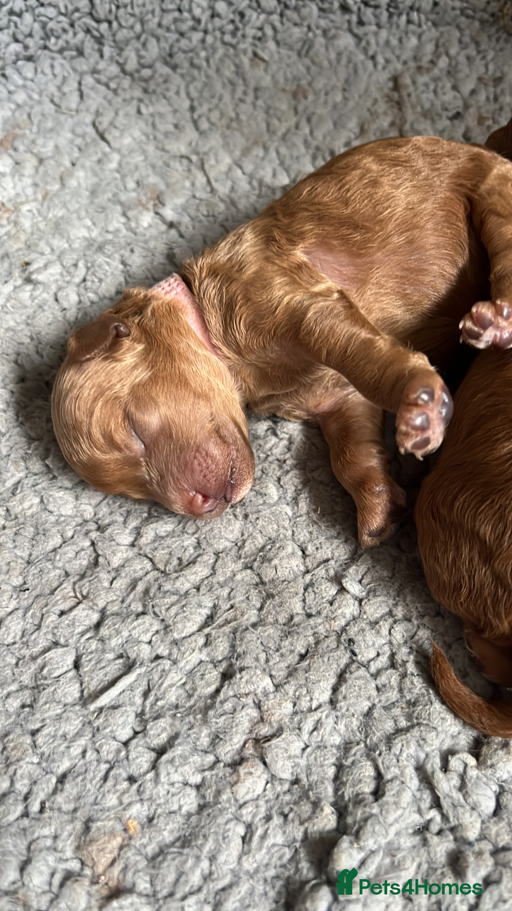 Poochon dogs for sale: Poochon puppies - ready start of school holidays  - Advert 5