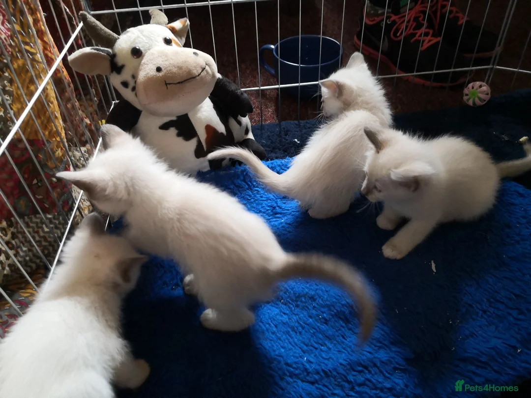 Ragamese cats for sale: Fluffy Ragdoll Cross Siamese Kittens - Advert 2