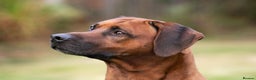 Rhodesian Ridgeback dogs for stud: Rhodesian Ridgeback Stud…. in Doncaster - Advert 5