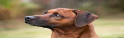 Rhodesian Ridgeback dogs for stud: Rhodesian Ridgeback Stud…. in Doncaster - Advert 5