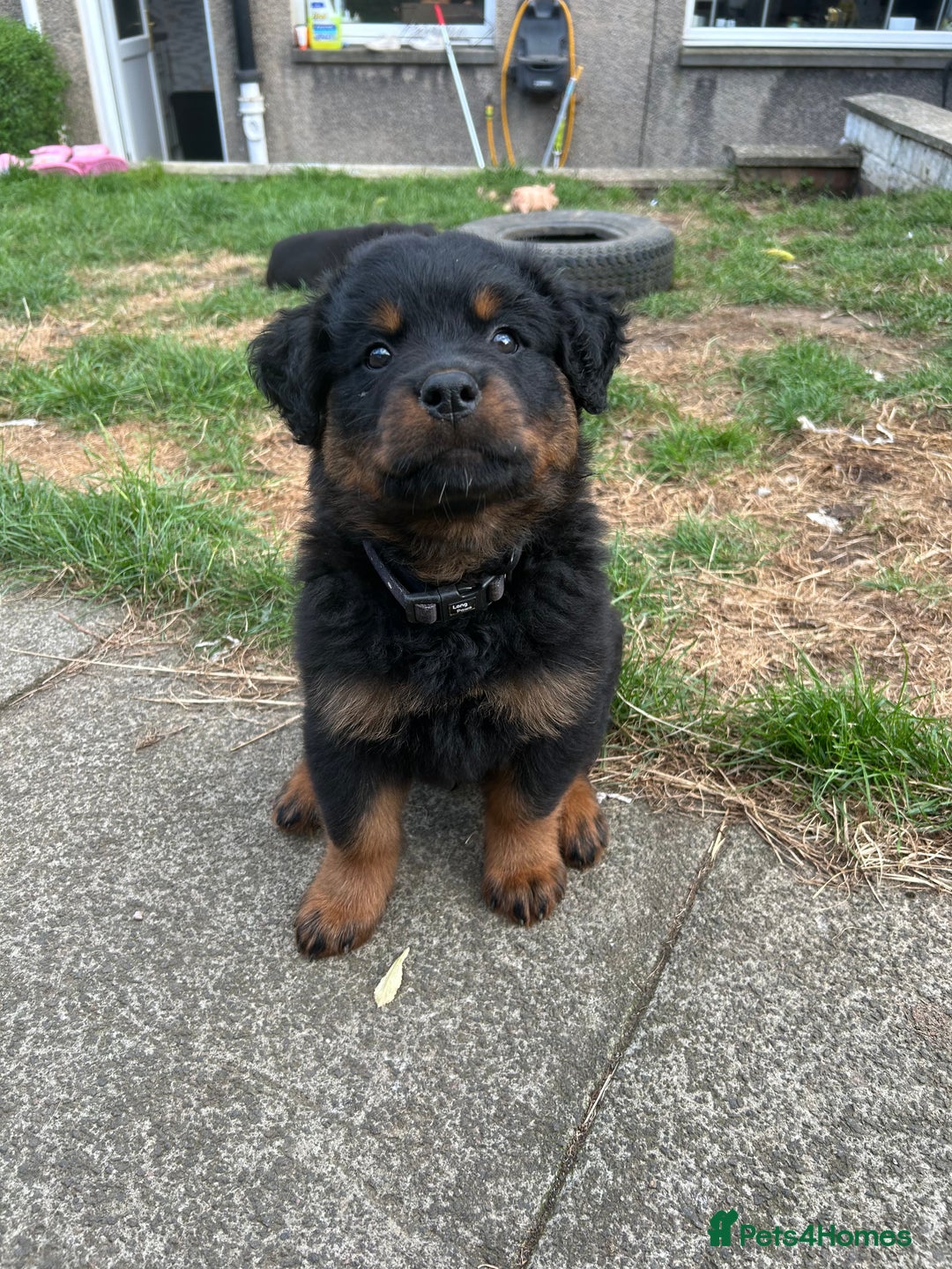 Rottweiler dogs for sale: *** Pedigree Rottweilers due 4th dec*** - Advert 17
