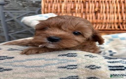 Cockapoo dogs for sale: ❤️ Tiny Deep Red Miniature F1b Cockapoo Pup's  - Image 39