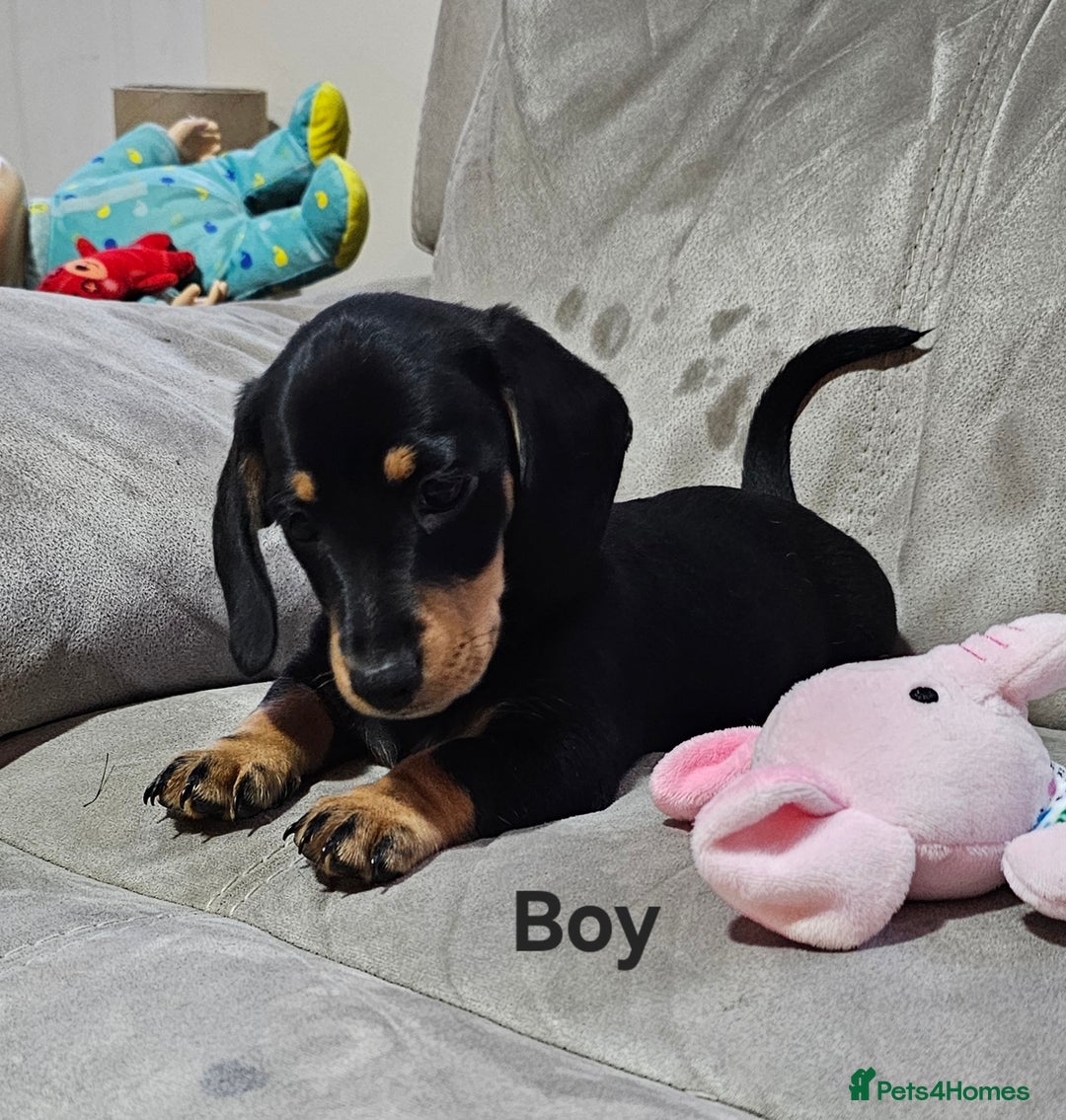 Miniature Dachshund dogs for sale: Ready boy or girl Black and tan smooth Dachshund's - Image 9