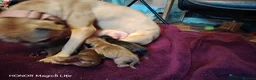 Mixed Breed dogs for sale: 6 Frenchie x Sprocker pups - Advert 19