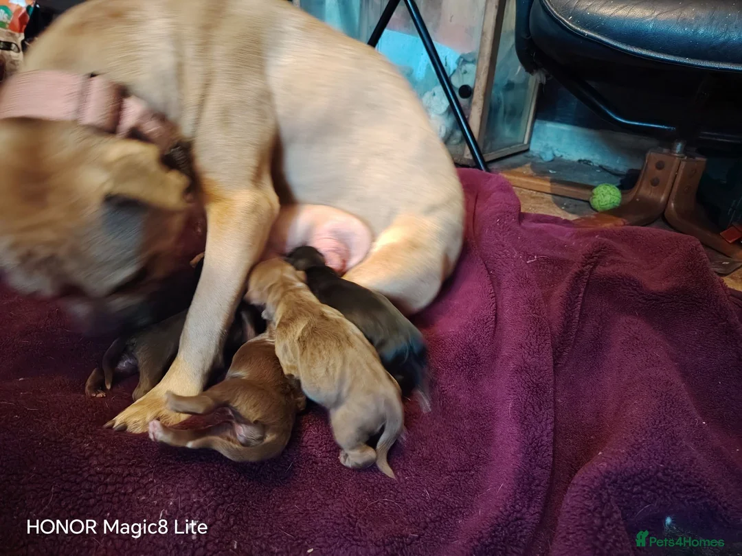 Mixed Breed dogs for sale: 6 Frenchie x Sprocker pups - Advert 19