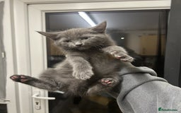 British Shorthair cats for sale: 5x British shorthair kittens for sale - Image 8