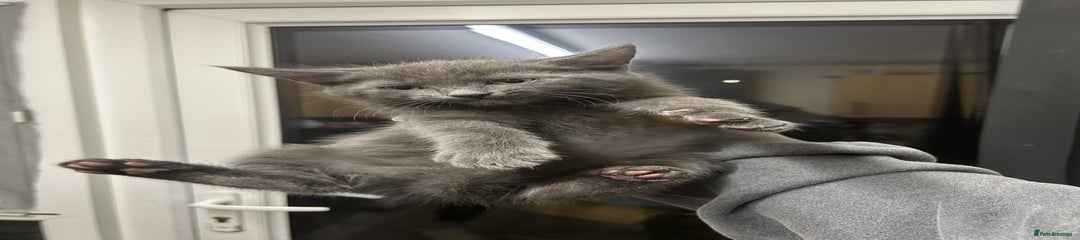 British Mixed Shorthair Kitten 1