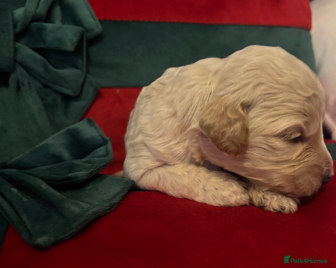 Cockapoo dogs for sale: ⭐️OUTSTANDING, HIGH QUALITY Cockapoo F1B Puppies⭐️ - Advert 16