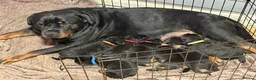 Rottweiler dogs for sale: Beautiful Rottweiler pups - Advert 4