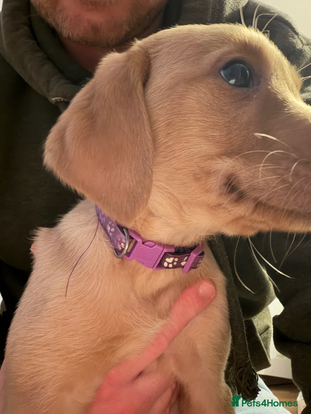 Labrador Retriever dogs for sale: KC Reg Labrador Puppies (mix of Red/blonde) - Advert 37