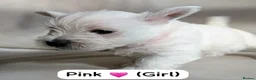 West Highland Terrier dogs for sale: Beautiful West Highland White Terrier (Westies) in Milford Haven - Advert 7