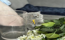British Shorthair cats for sale: ✨Beautiful British Shorthair Kittens ✨ - Image 12