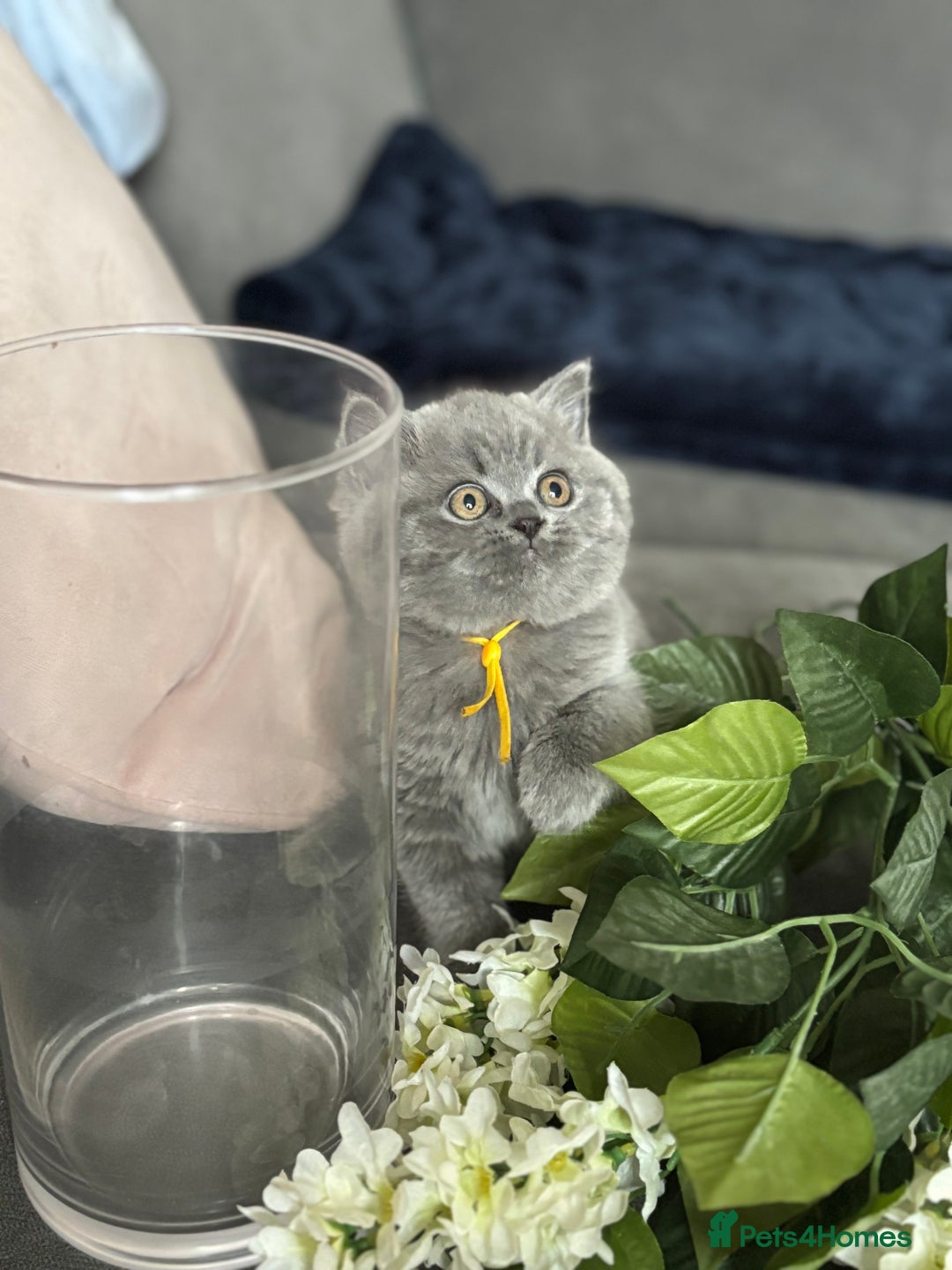 British Shorthair cats for sale: ✨Beautiful British Shorthair Kittens ✨ - Image 12