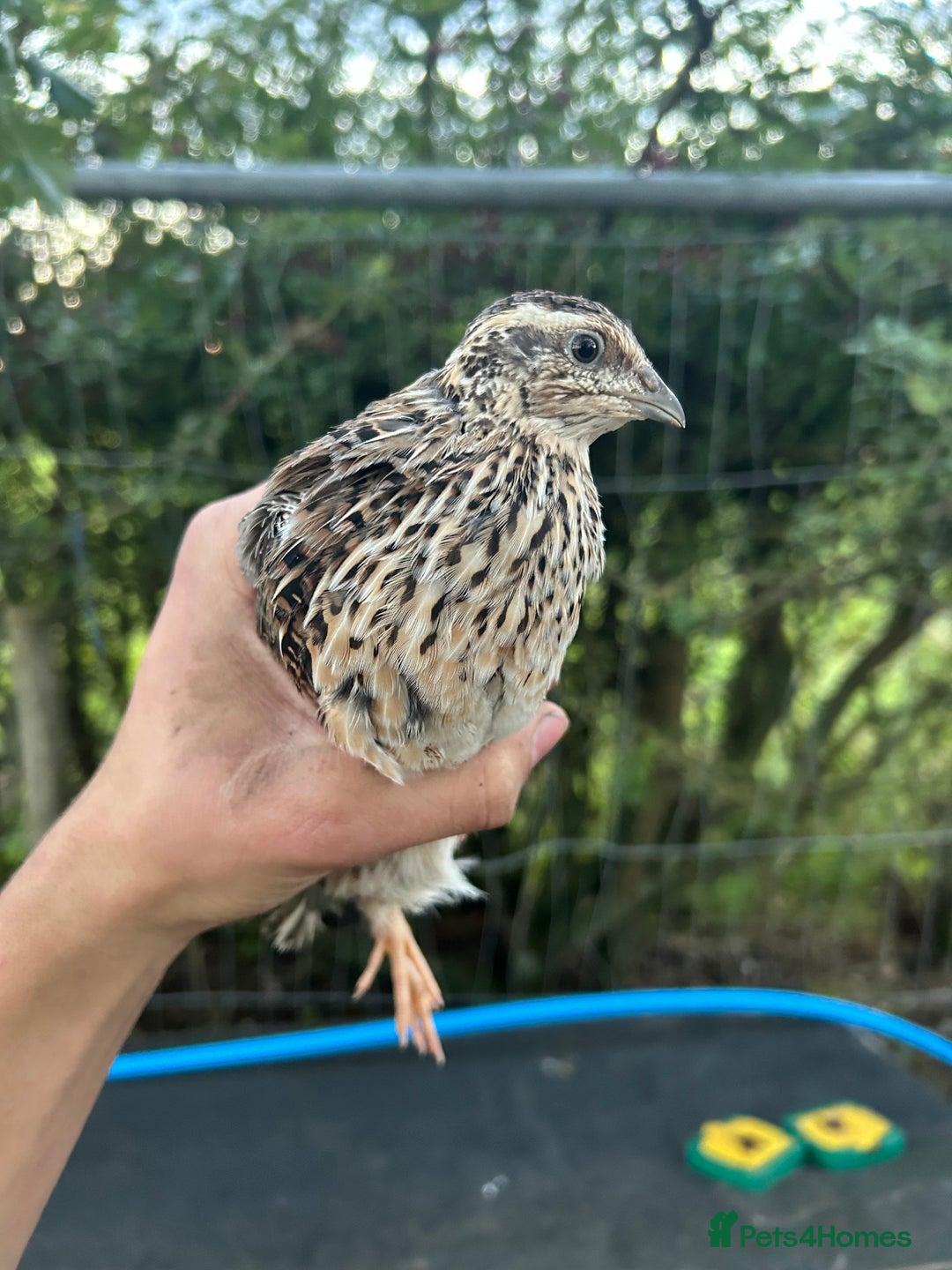 Mixed Breed poultry for sale: Selection of Poultry Available (See description) - Image 11