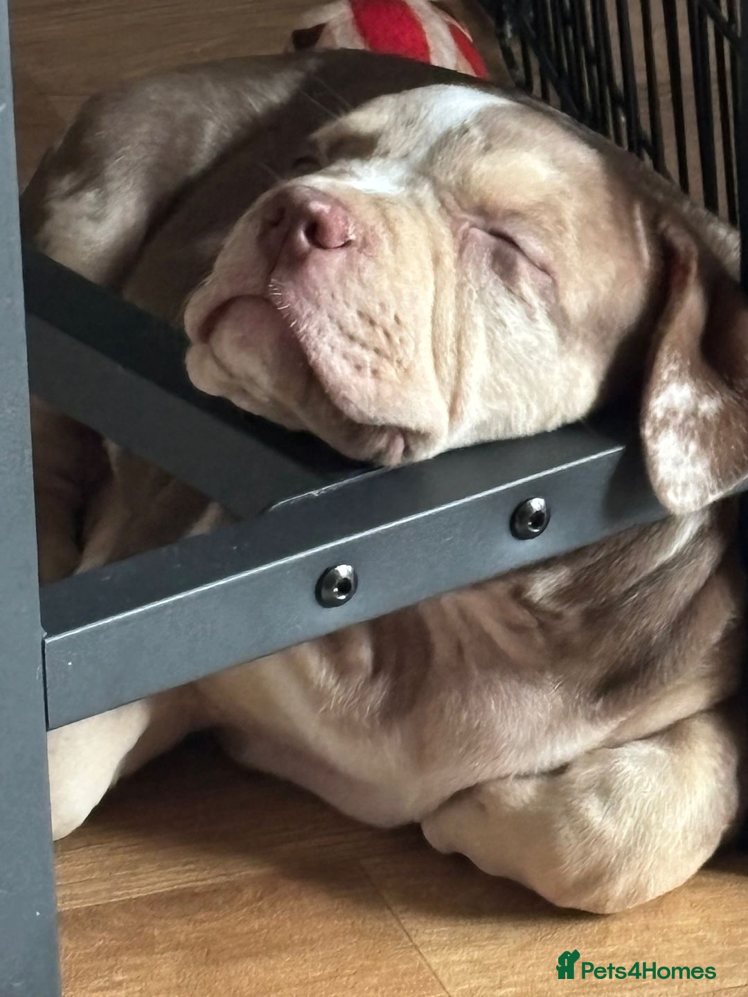 American Bully dogs for sale: Standard American Bully Pups (NOT XL) - Image 4