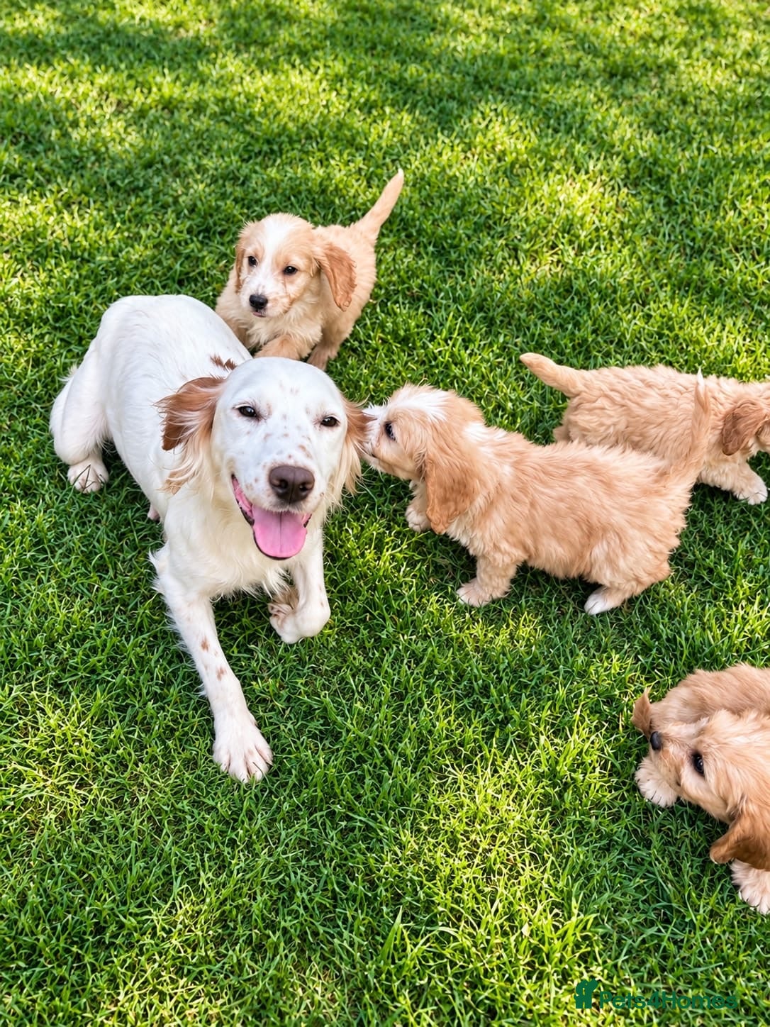 Cockapoo dogs Beautiful Cockerpoo Puppies  🐾 - Advert 13