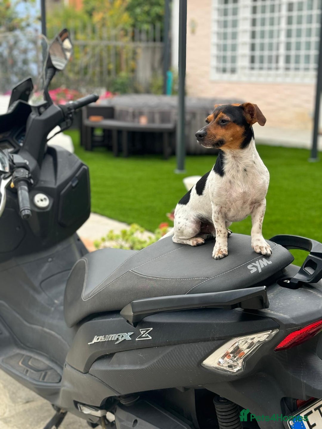 Mixed Breed dogs for sale: Jack Russel x Dachshund - Male 3 years old - Image 3