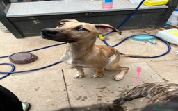 Mixed Breed dogs for sale: 2 8 month old bullmastiff lurcher - Image 4