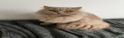 British Shorthair cats for sale: British kittens for Rehome  - Advert 3