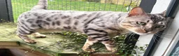 Bengal cats for sale: Beautiful big Silver spotted Bengal boy (ex stud) - Advert 16