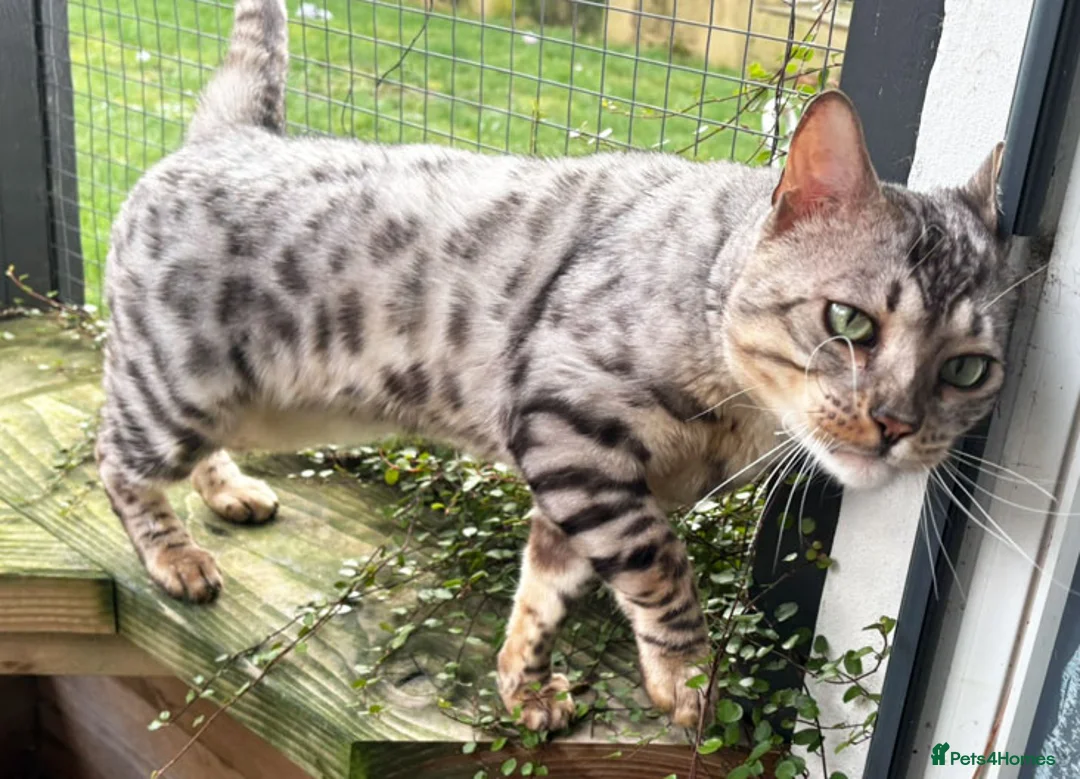 Bengal cats for sale: Beautiful big Silver spotted Bengal boy (ex stud) - Advert 16
