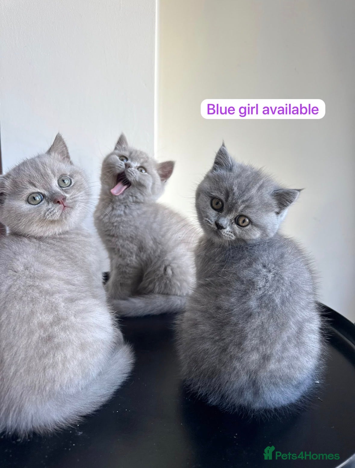 British Shorthair cats Girl BSH blue kitten available end of August  - Advert 11