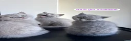British Shorthair cats for sale: Girl BSH blue kitten available end of August  - Advert 1
