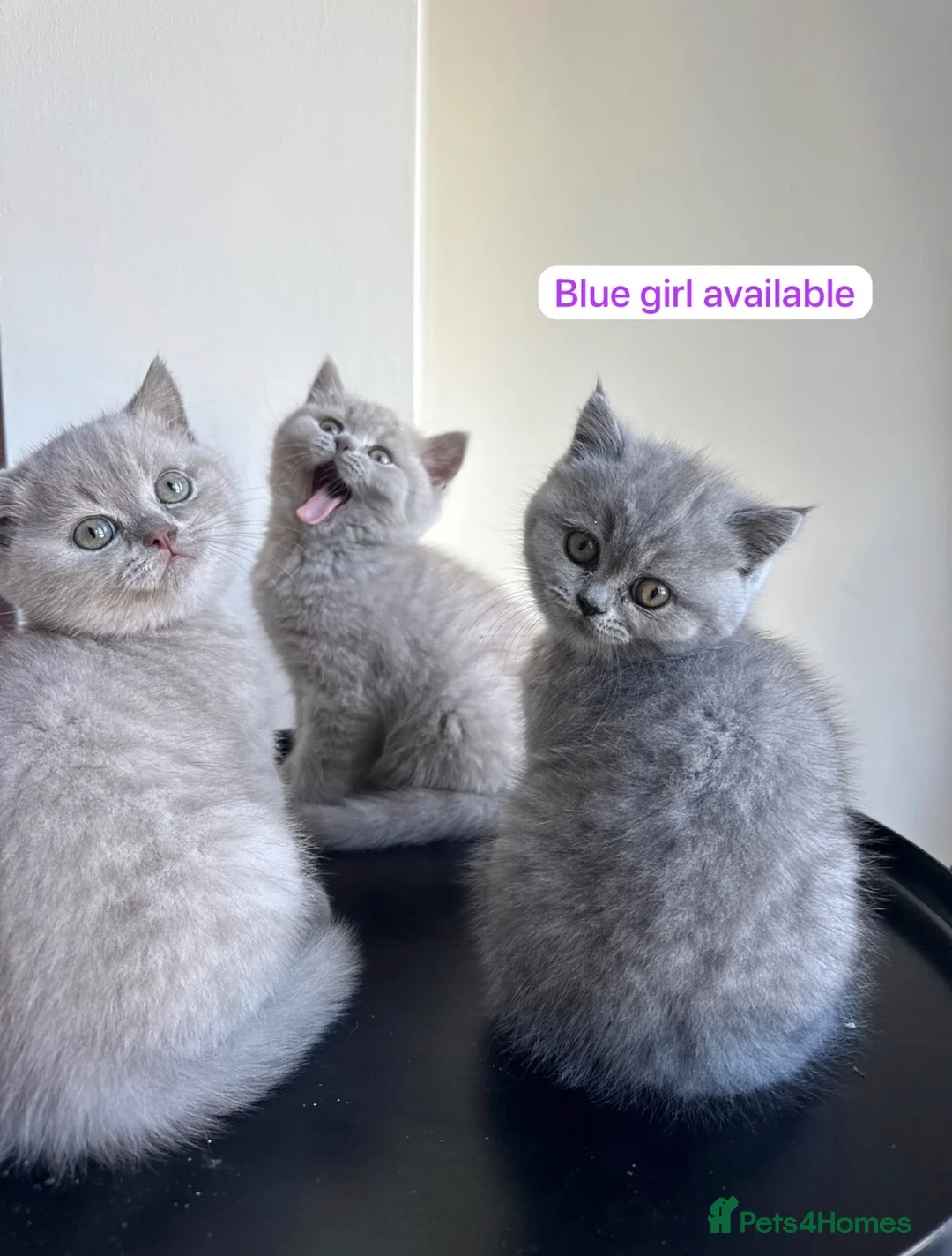 British Shorthair cats for sale: Girl BSH blue kitten available end of August  - Advert 1