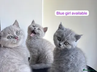 British Shorthair cats Girl BSH blue kitten available end of August - Advert 1