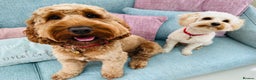 Cockapoo dogs for stud: Proven F1 Cockapoo - Fully Health Checked  in Swansea - Advert 7