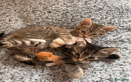 Mixed Breed cats for sale: Kittens ready to leave now  - Image 2