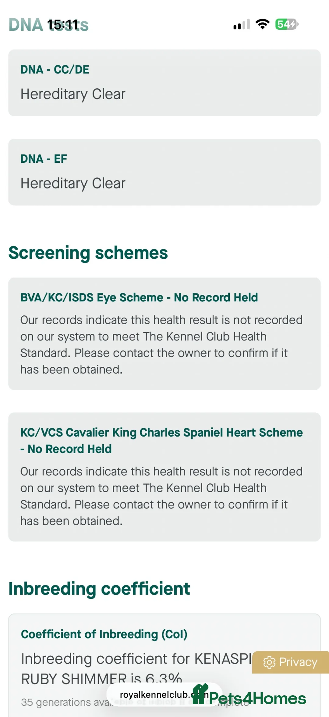 Cavalier King Charles Spaniel dogs for sale: kennel club fully vaccinated cavalier dna clear  - Advert 2