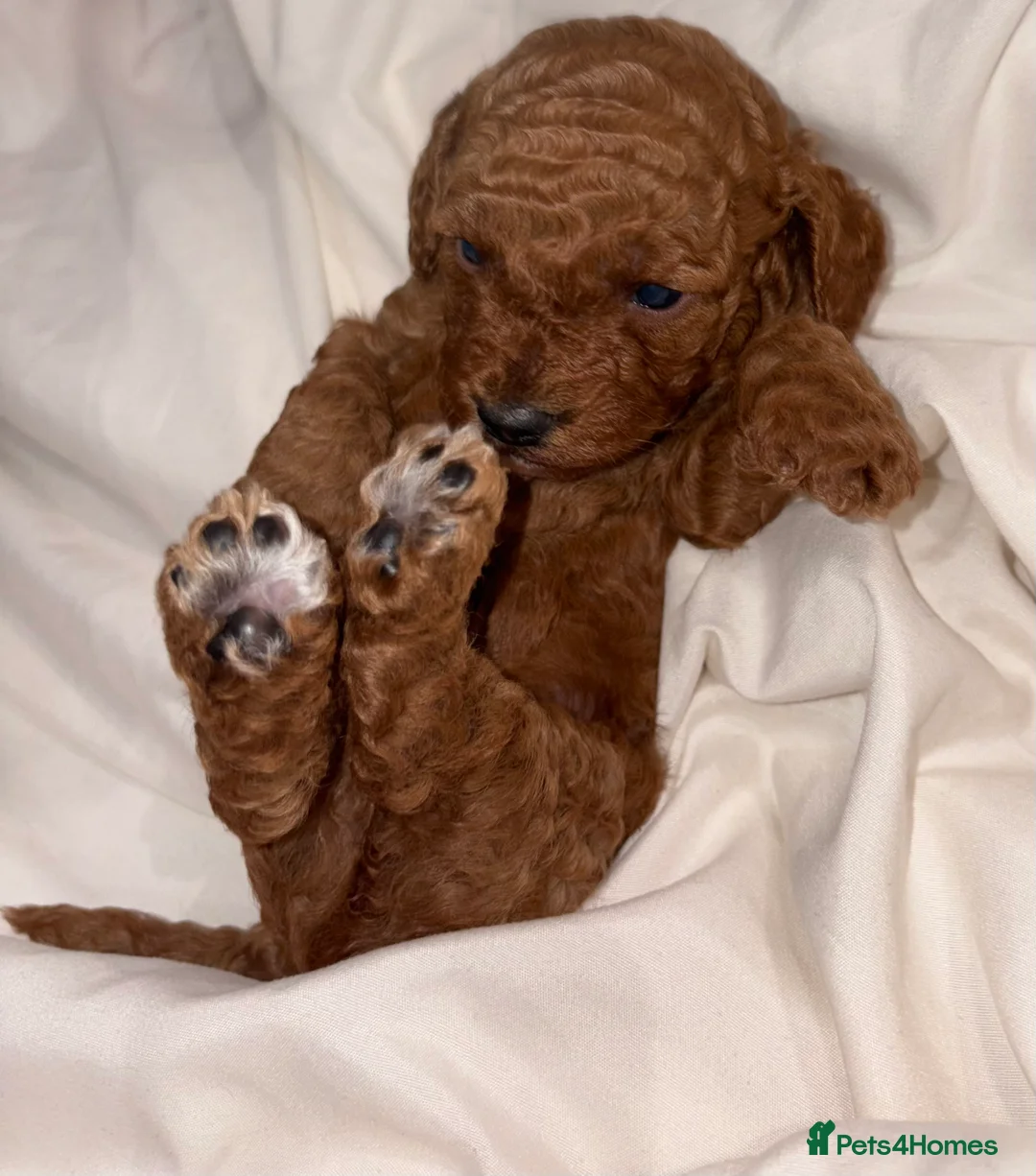 Cavapoo dogs for sale: Extensively DNA health tested and trained girl   - Advert 17