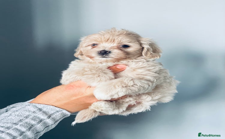 Shih Tzu dogs - Advert 4