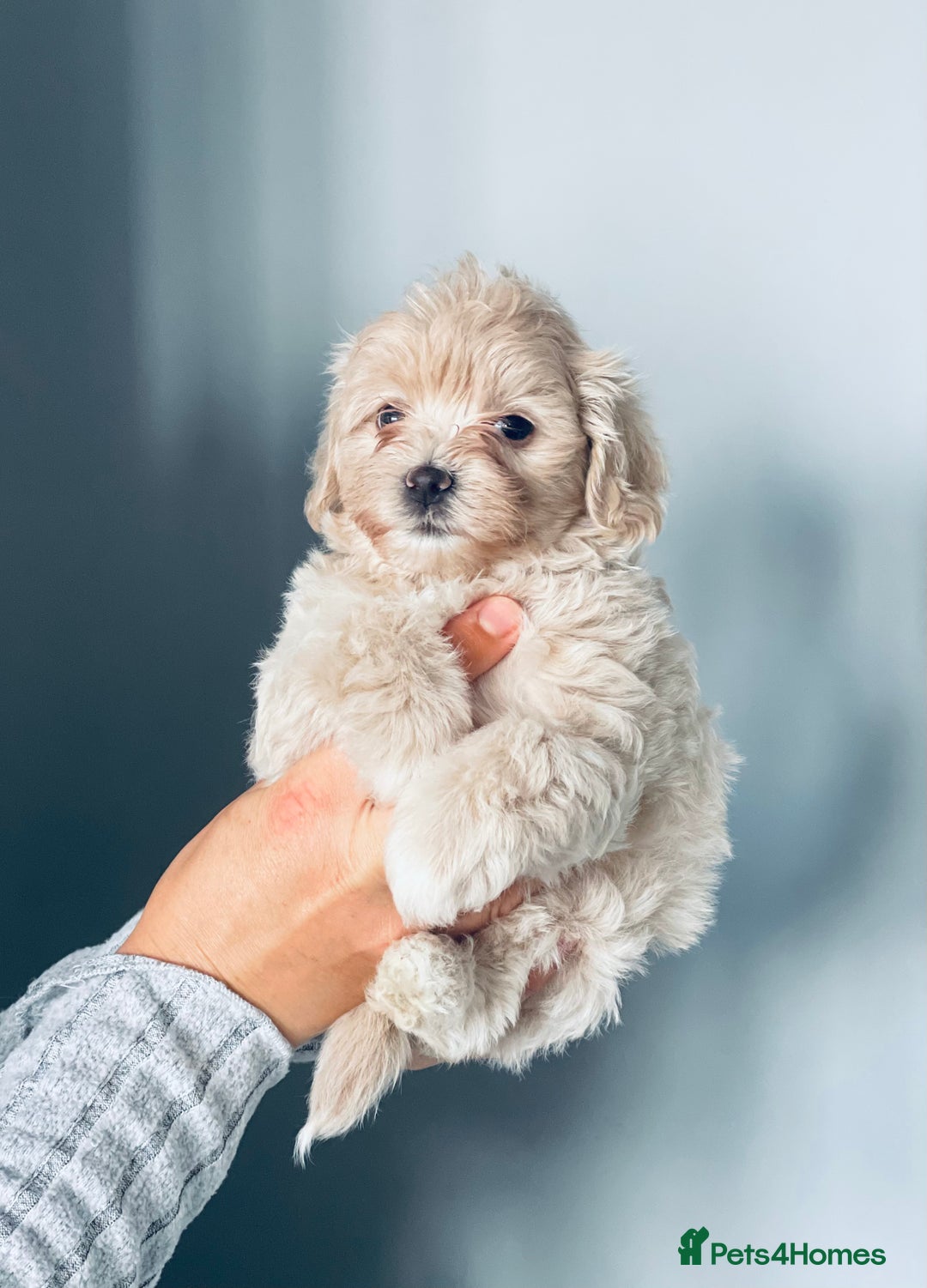 Shih Tzu dogs for sale: TINY Asian small toy Shipoo’s ADORABLE  - Image 1