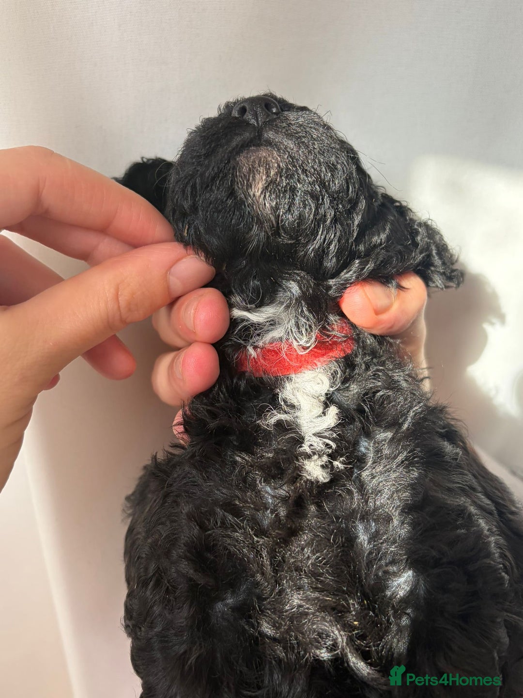 Cavapoo dogs for sale: READY TO LEAVE BLACK & WHITE TEDDY BEAR CAVAPOO - Advert 12